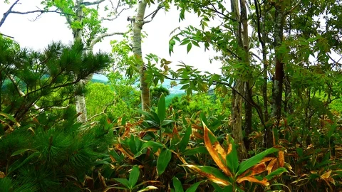 In the Sakhalin forests Stock Footage 114248257