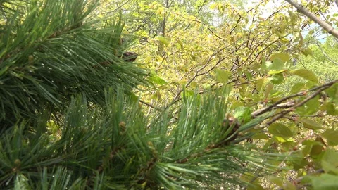 In the Sakhalin forests Stock Footage 114248293