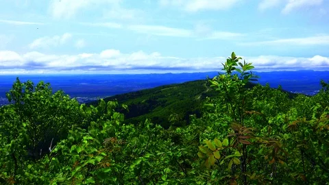 In the Sakhalin forests Stock Footage 114248310