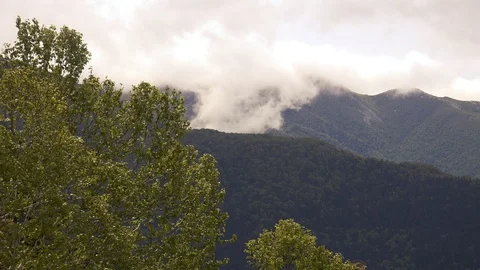 In the Sakhalin forests Stock Footage 114248354