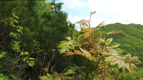 In the Sakhalin forests Stock Footage 114248452