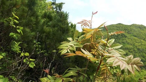 In the Sakhalin forests Stock Footage 114248527