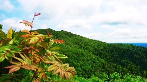 In the Sakhalin forests Stock Footage 114248577