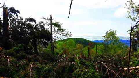 In the Sakhalin forests Stock Footage 114248624