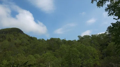 In the Sakhalin forests Stock Footage 114248626