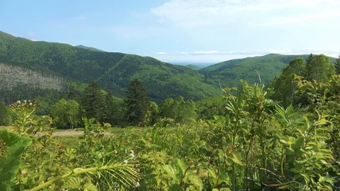 In the Sakhalin forests Stock Footage 114248745