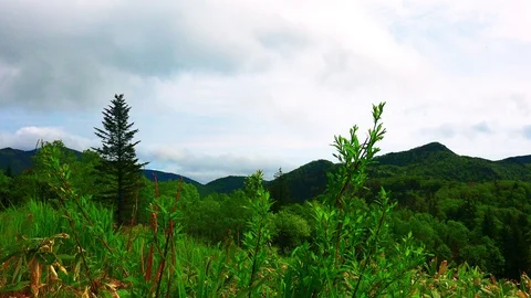In the Sakhalin forests Stock Footage 114248956