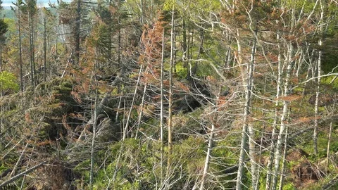 In the Sakhalin forests Stock Footage 114249199