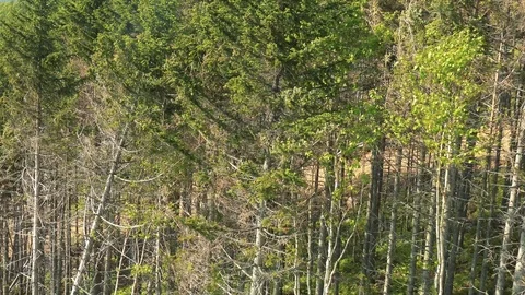 In the Sakhalin forests Stock Footage 114249333