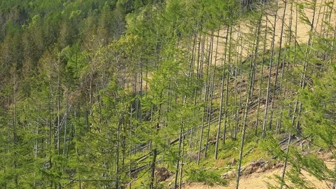 In the Sakhalin forests Stock Footage 114249418