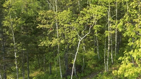 In the Sakhalin forests Stock Footage 114249439