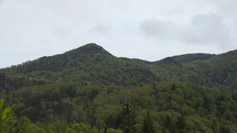 In the Sakhalin forests Stock Footage 114249491