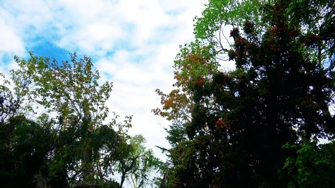 In the Sakhalin forests Stock Footage 114249536