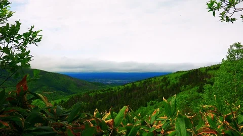 In the Sakhalin forests Stock Footage 114249559