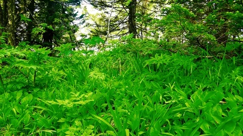 In the Sakhalin forests Stock Footage 114249667