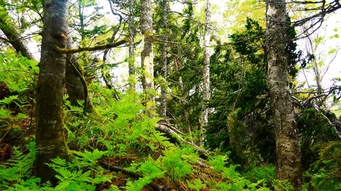 In the Sakhalin forests Stock Footage 114249678