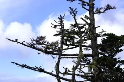 In the Sakhalin forests Stock Photos
