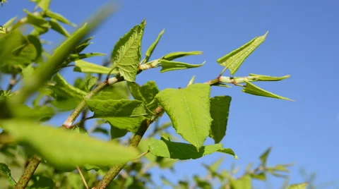 Sakhalin Knotweed in spring Stock Footage 68717167