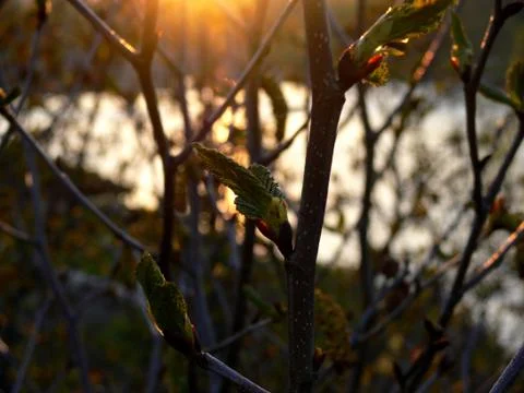 Sakhalin Stock Photos
