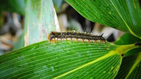 Sakhalin Stock Photos