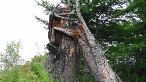 Sakhalin Stock Photos