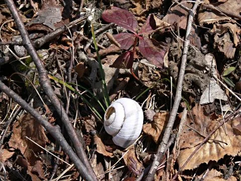 Sakhalin Stock Photos