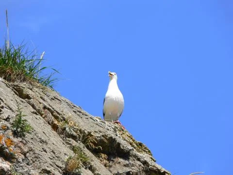 Sakhalin Stock Photos