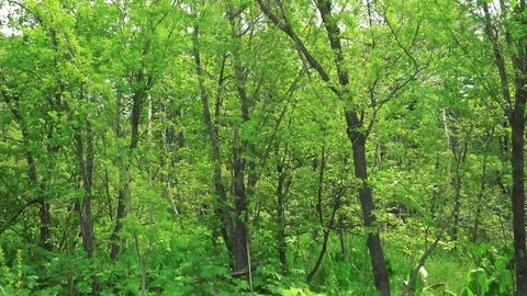 Sakhalin Roads Stock Footage 76485918