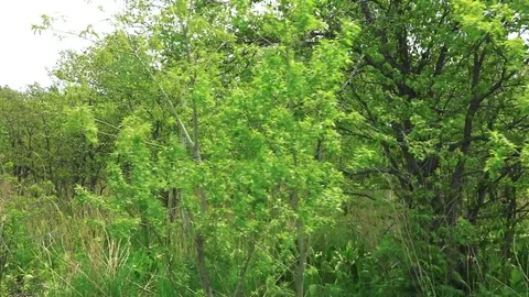 Sakhalin Roads Stock Footage 76486232