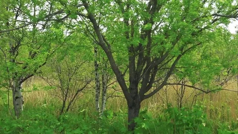 Sakhalin Roads Stock Footage 76486252