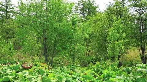 Sakhalin Roads Stock Footage 76487462
