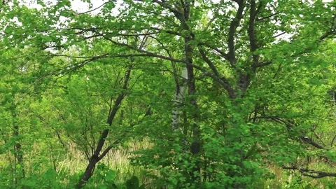 Sakhalin Roads Stock Footage 76487516