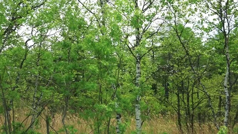 Sakhalin Roads Stock Footage 76487531