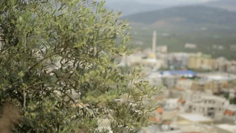 Sakhnin Behind Olive Tree 스톡 동영상 102178425