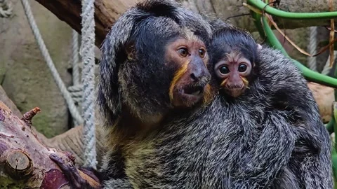 Saki monkey with baby  Stock Footage 277363244