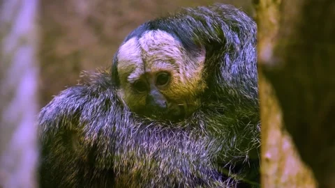 Saki monkey with baby, Stock Footage 277465512