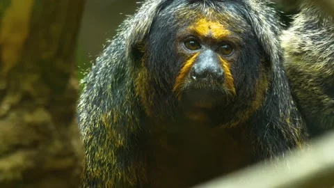 Saki monkey close up Stock Footage 139414088