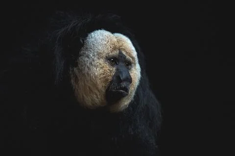 Saki monkey face in the shadows Stock Photos