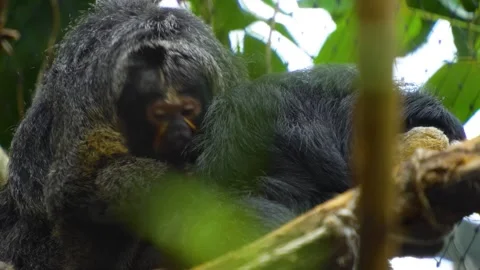 Saki monkey grooming  Stock Footage 277465341