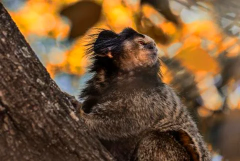 Saki monkey Stock Photos