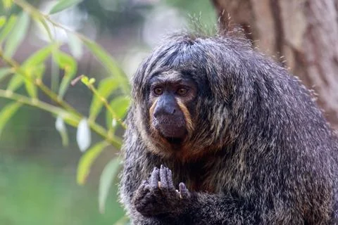 Saki Monkey Stock Photos