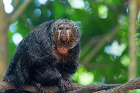 Saki Monkey Portrait Stock Photos