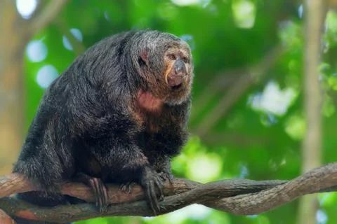 Saki Monkey Portrait Stock Photos