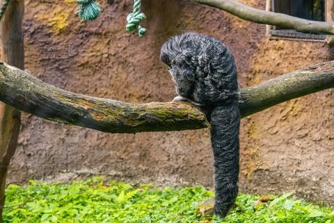 Saki monkey resting on a branch inside a mountain zoo enclosure Stock Photos