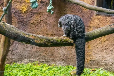 Saki monkey resting on a branch inside a mountain zoo enclosure Stock Photos