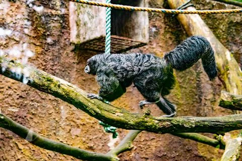 Saki monkey resting on a branch inside a mountain zoo enclosure Foto stock