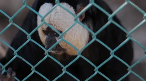 Saki Monkey Seats Inside His Cage in a Monkey Sanctuary Stock Footage 55445703