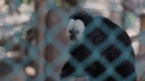 Saki Monkey Seats Inside His Cage in a Monkey Sanctuary Stock Footage 55445707