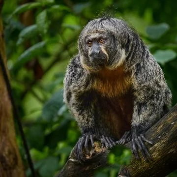 Saki monkey sitting on tree branch in tropical rainforest Stock Photos