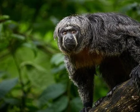 Saki monkey standing on tree branch with green tropical forest background Foto stock